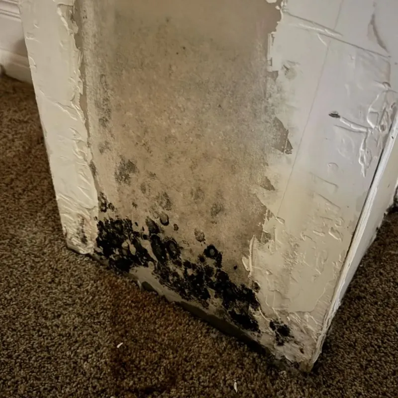 Professional Mold Removal in Superior, NE